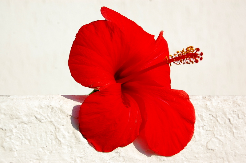 hibiscus
