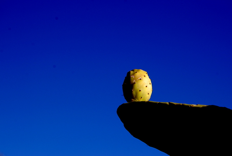Indian fig