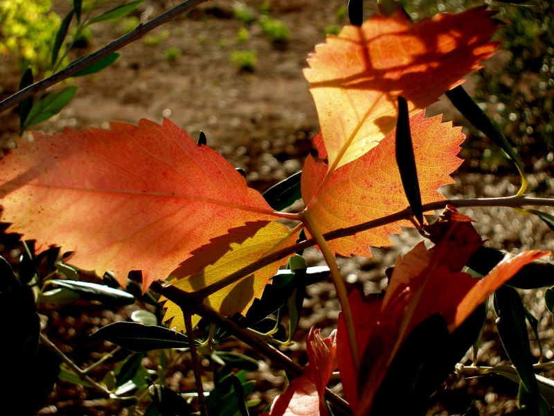 october leaves