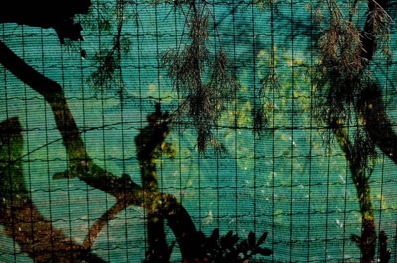 tree shadows