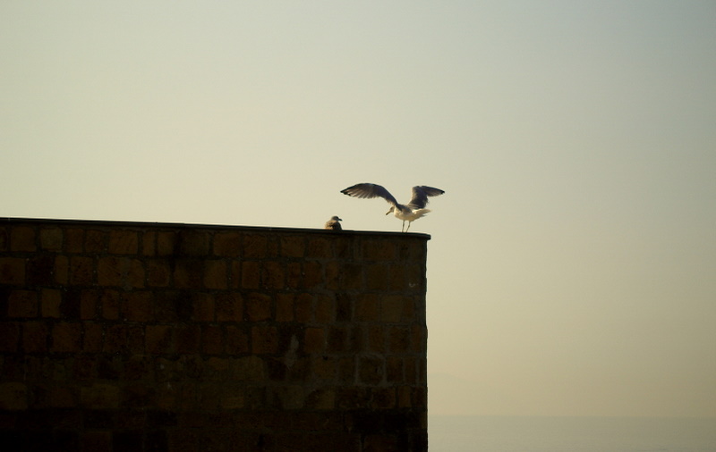 gulls