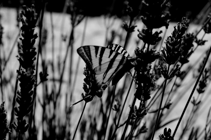 butterfly