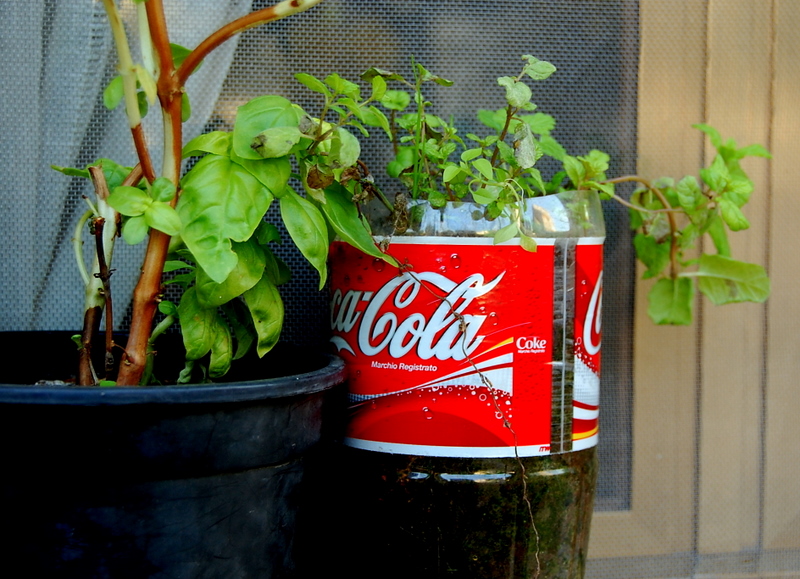 Basil pot