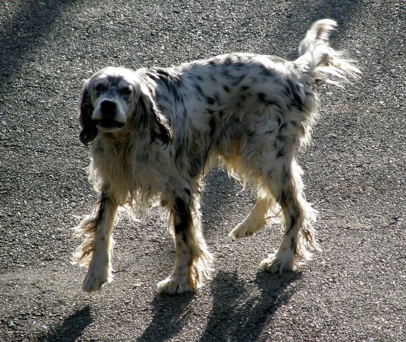 Dog on the move