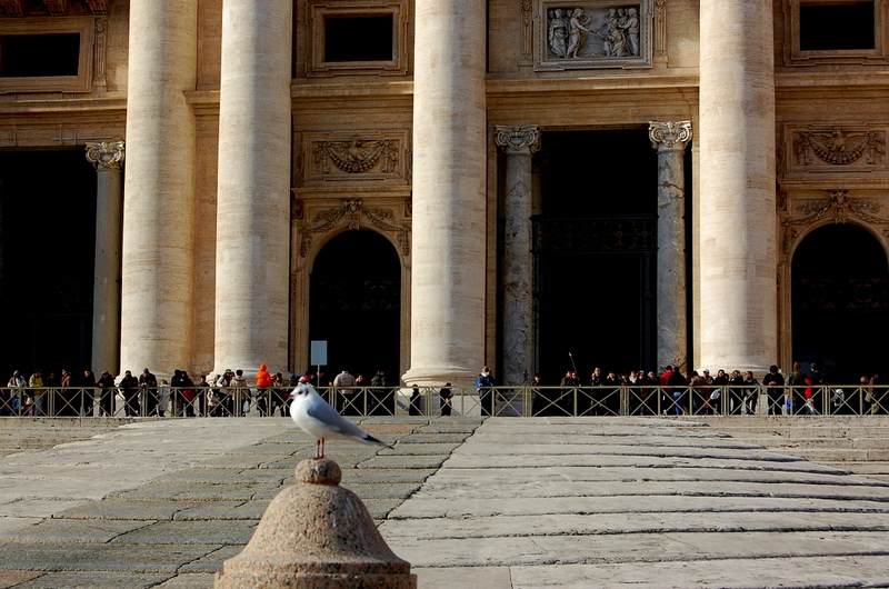 Rome - St. Peters - the gull