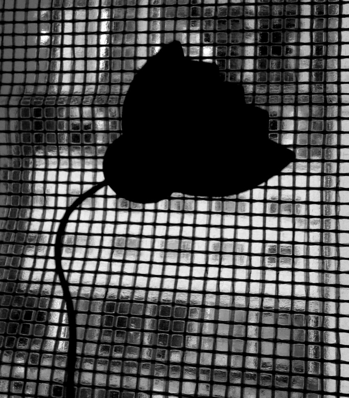 Shadow poppy