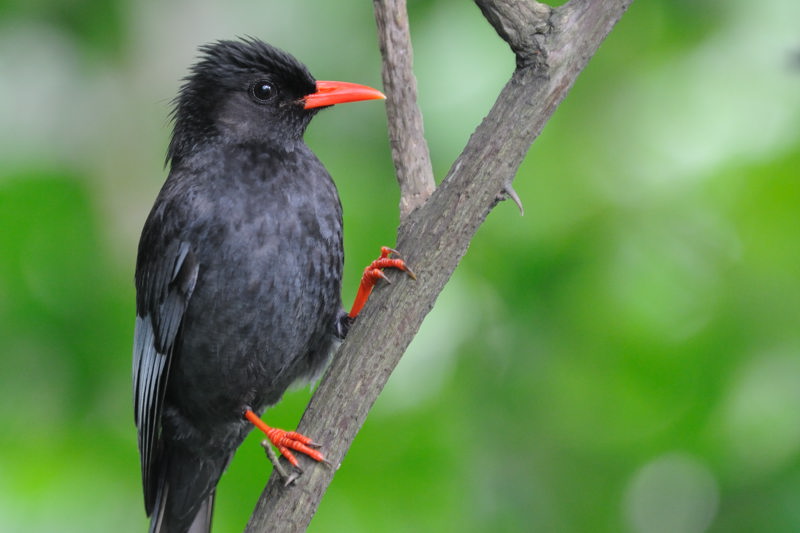 May 19  Black Bulbul