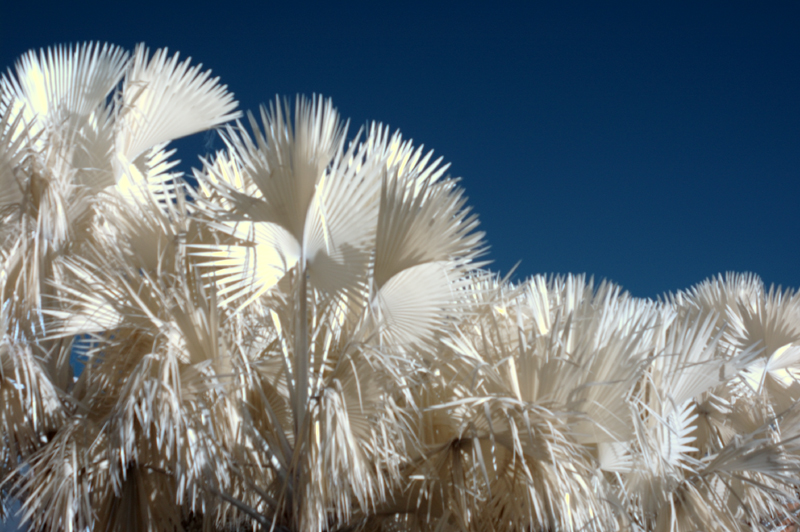 Nov 16 IR Chinese Fan Palm