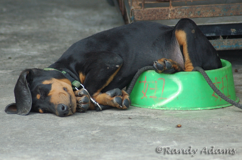 Dec 2  Food bowl...bed...whatever...