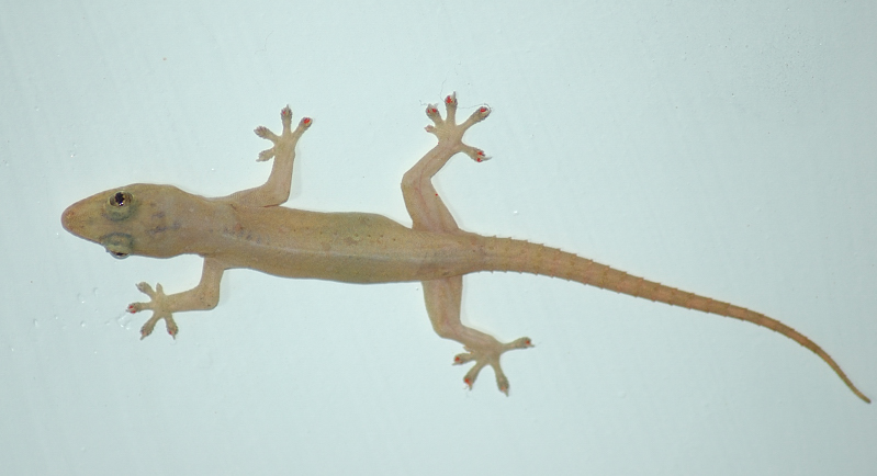 Asian House Gecko