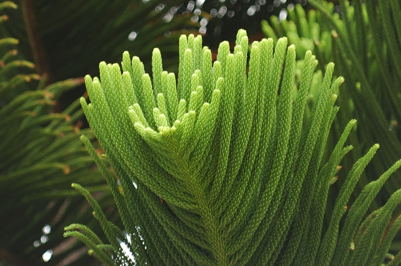 Jan 5 Coniferous tree