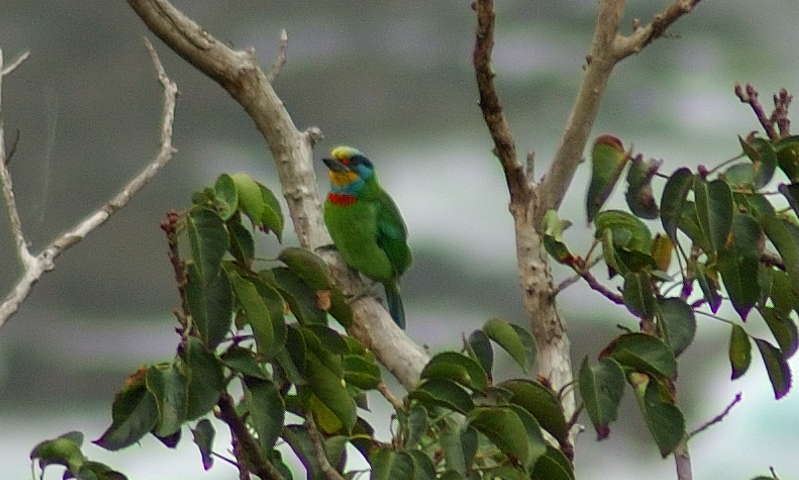 Jan 21  Mullers Barbet
