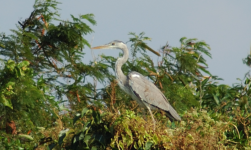 Jan 29   Grey Heron