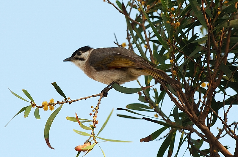 May 4    Taiwan Bulbul