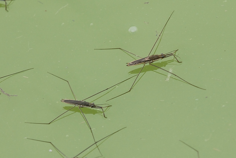 May 6    Water Strider