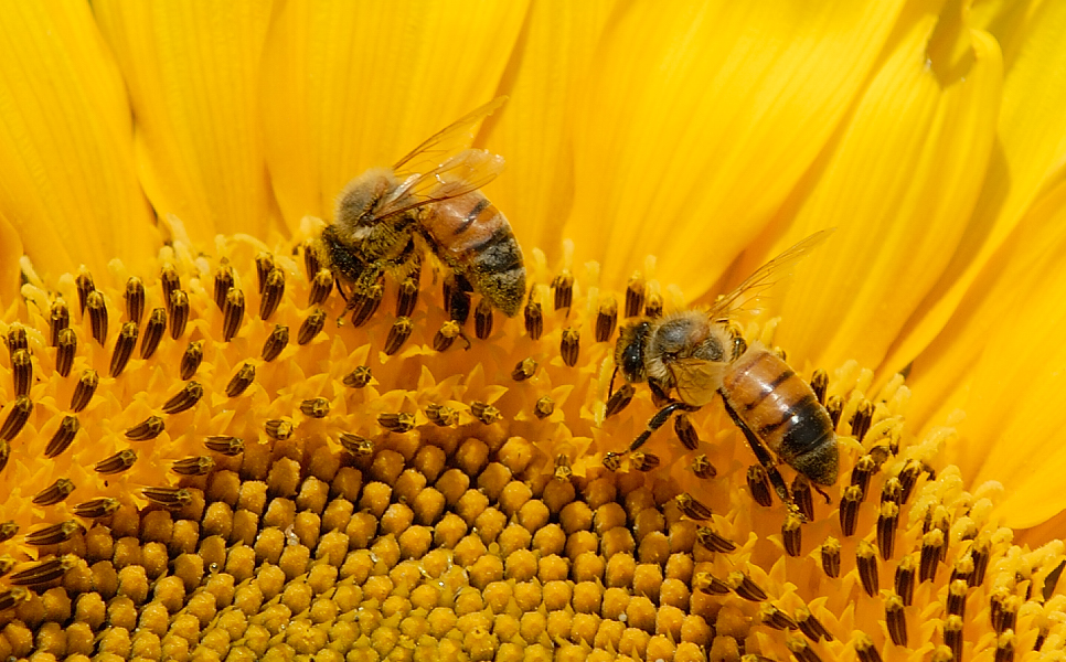 May 12    Two bees or not....
