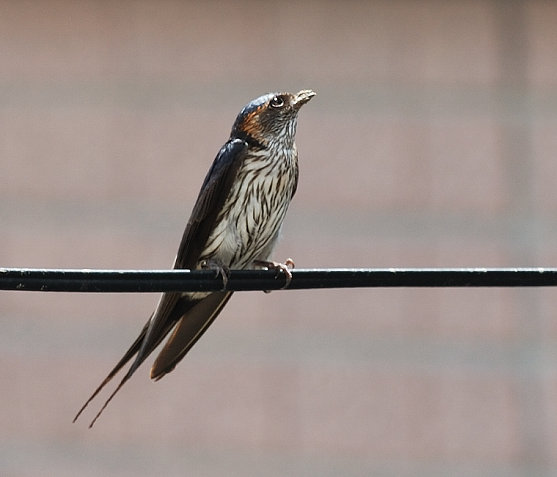 June 5   Striated Swallow