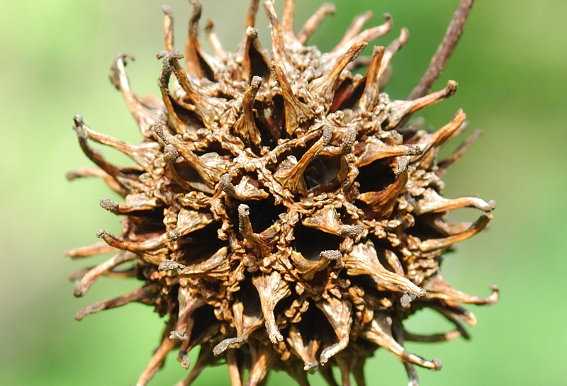 July 10   Sweetgum fruit....