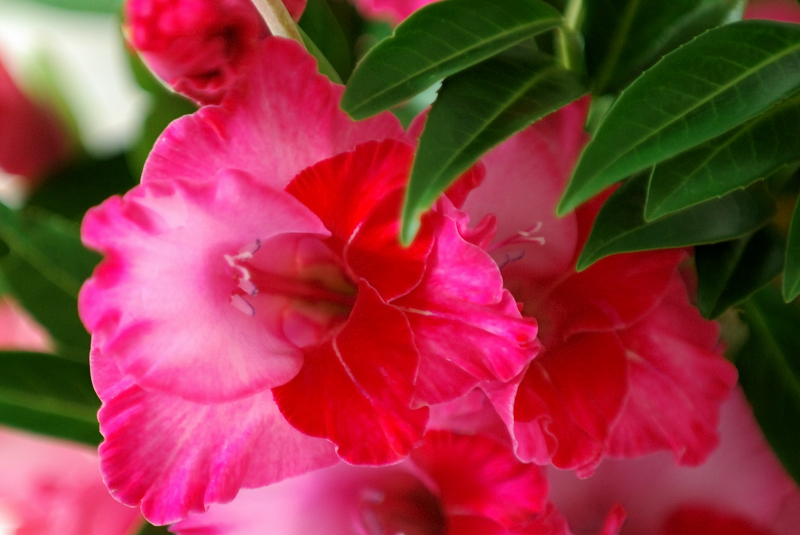 July 12 Gladiola