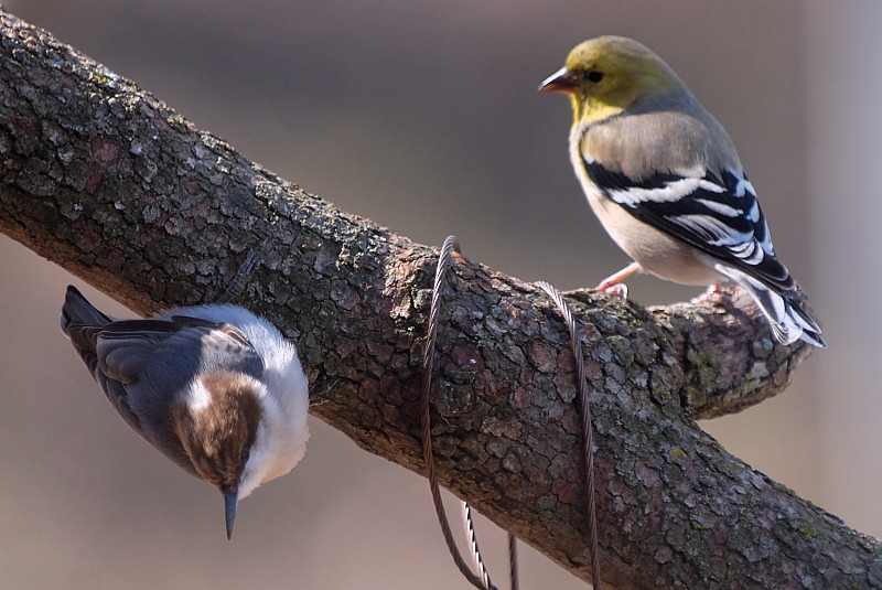 Feb 14  Got two birds with one shot!