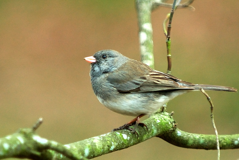 Mar 19  Dark-eyed Junco 