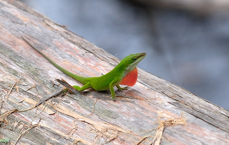 Apr 3 Green Anole