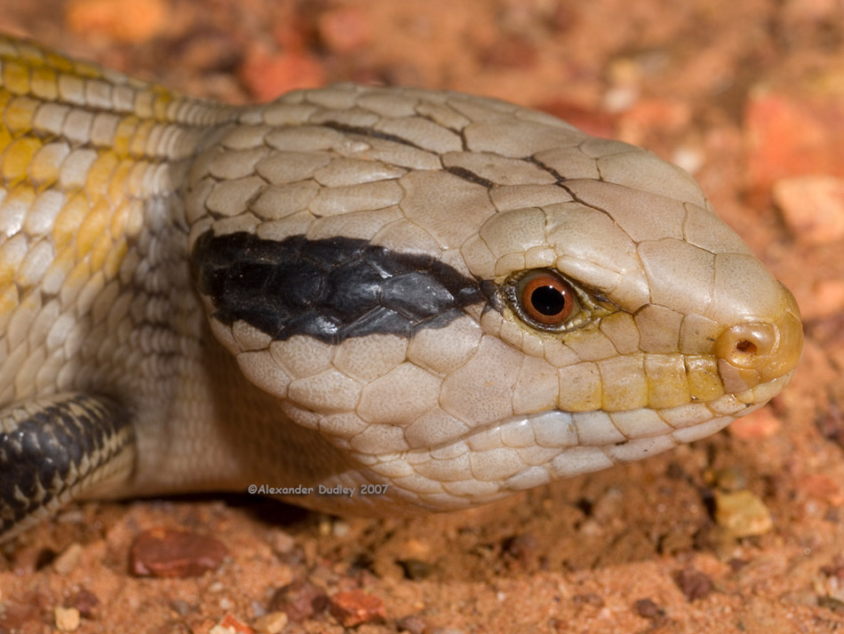 Centralian Bluetongue, Tiliqua multifasciata