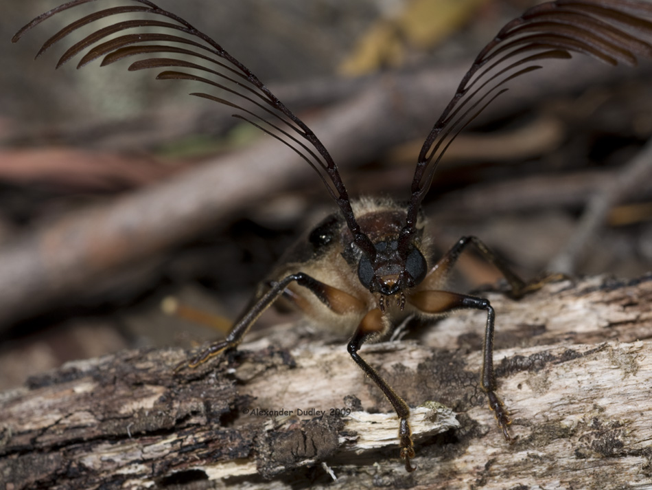 Impressive Antennae