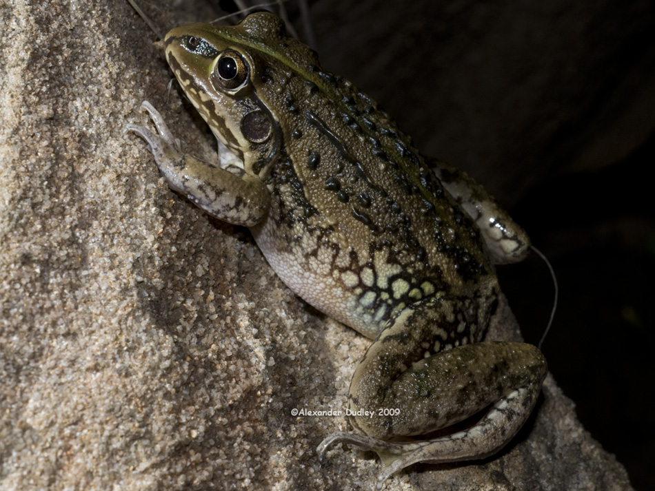 Striped Burrowing Frog Cyclorana alboguttata