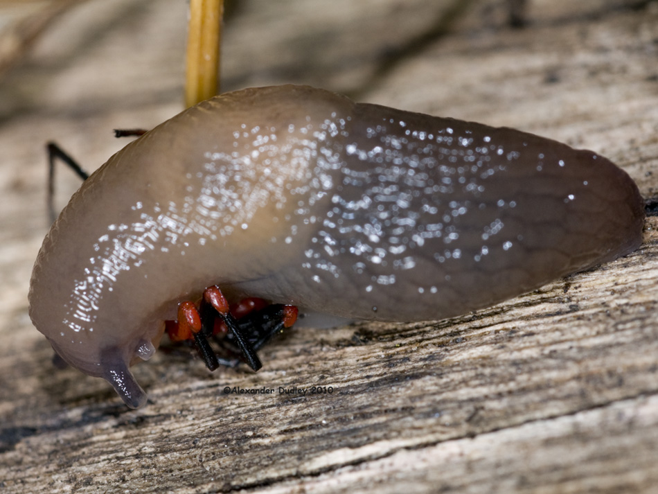 Slug vs. Spider