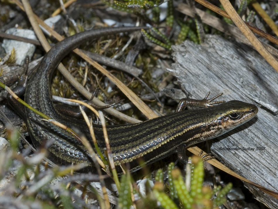 Pseudemoia (Claireascincus) entrecasteauxii