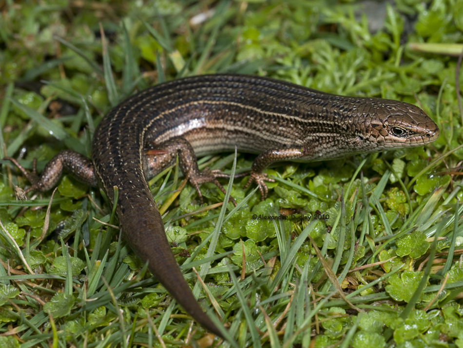Pseudemoia (Claireascincus) pagenstecheri