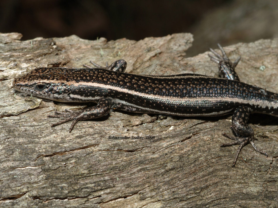 Pseudemoia spenceri