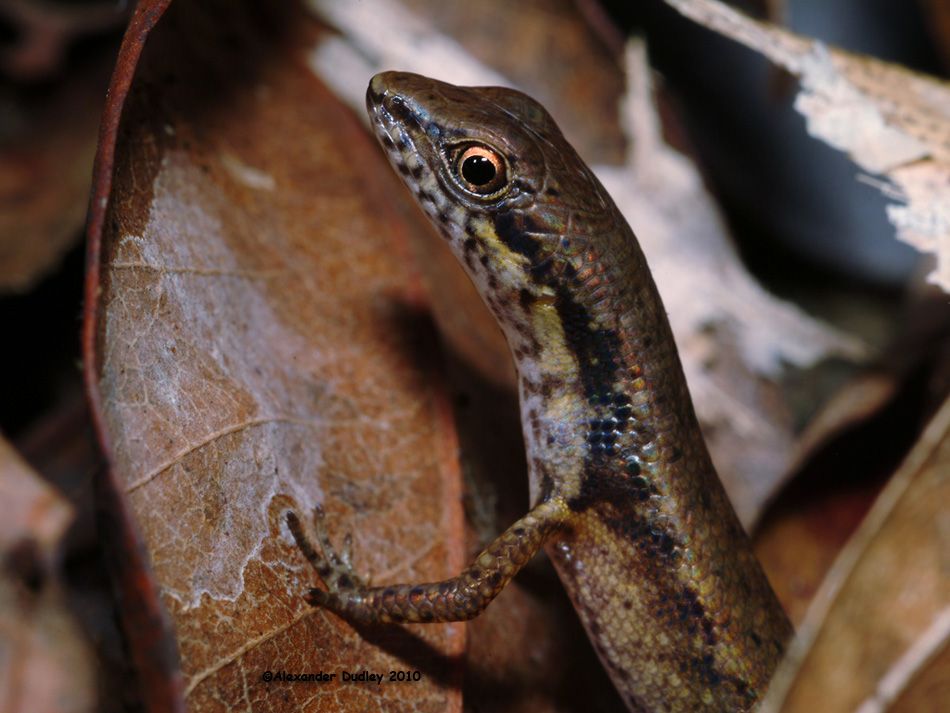 Saproscincus basiliscus