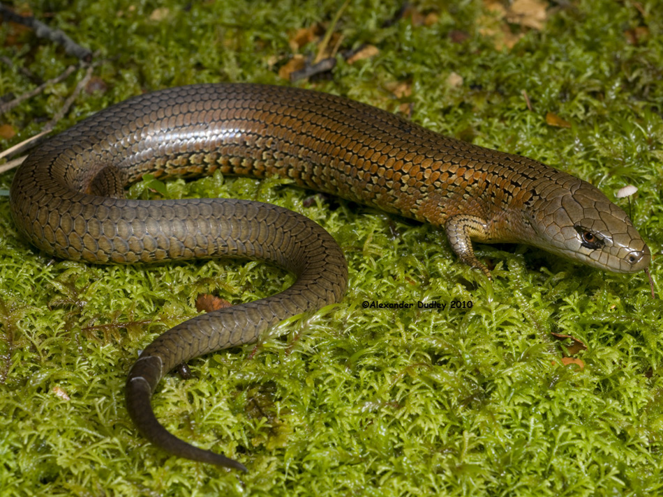 Tasmanian Slender Blue-tongue, Cyclodomorphus casuarinae