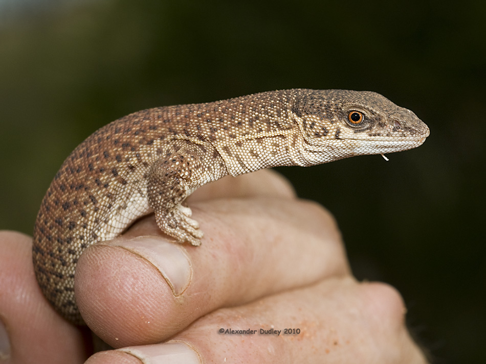 Short-tailed Monitor, Varanus brevicauda