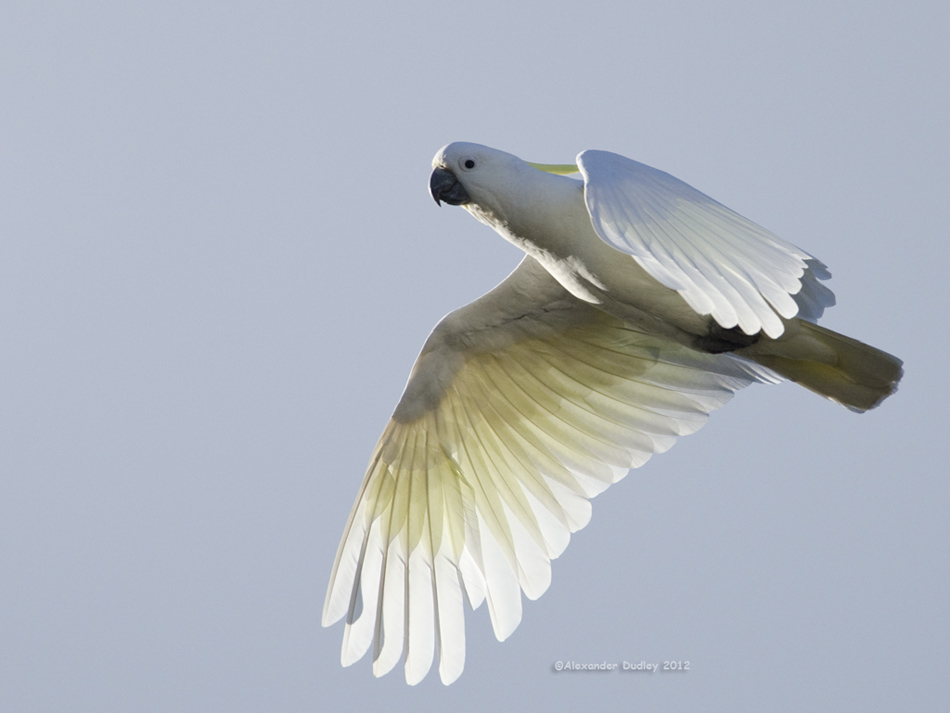 Sulphur-crested Cockatoo