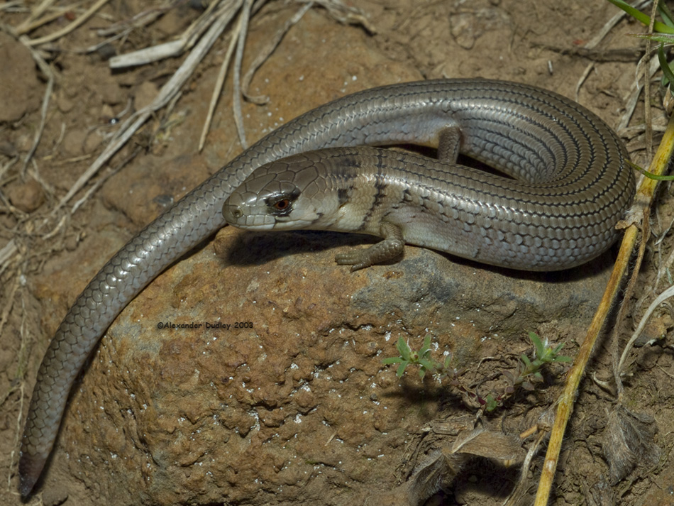 Cyclodomorphus michaeli