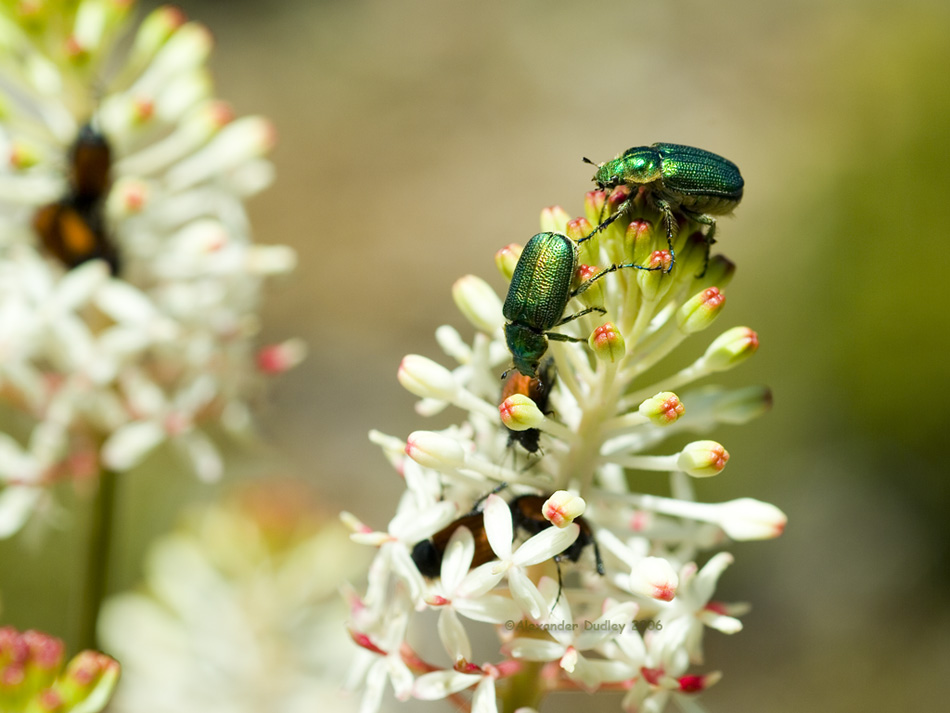 Beetles on a mountain rocket