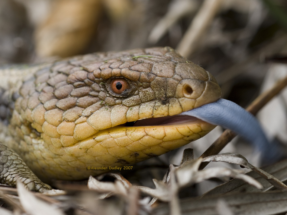Tasmanian Bluetongue, Tiliqua nigrolutea