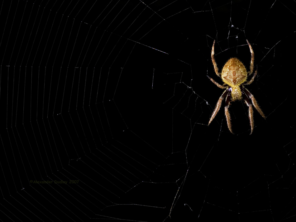 Orb weaver, Richmond NSW