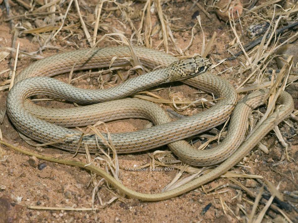 Demansia rimicola