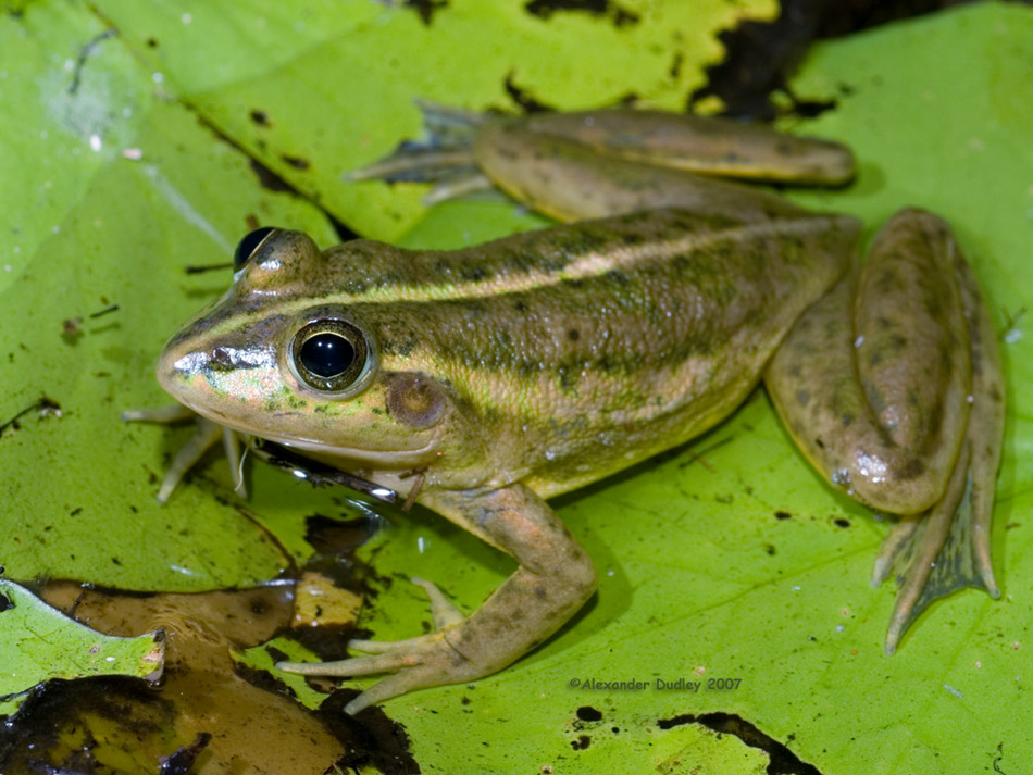 Dahls frog, Ranoidea dahlii