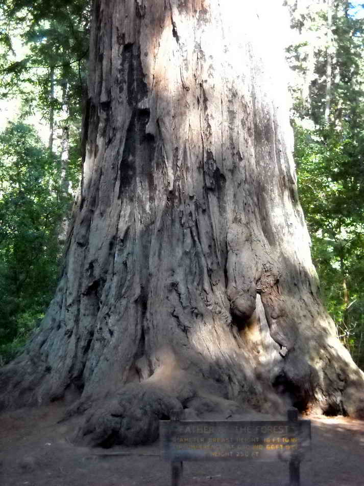 Redwood : le pre de la fort