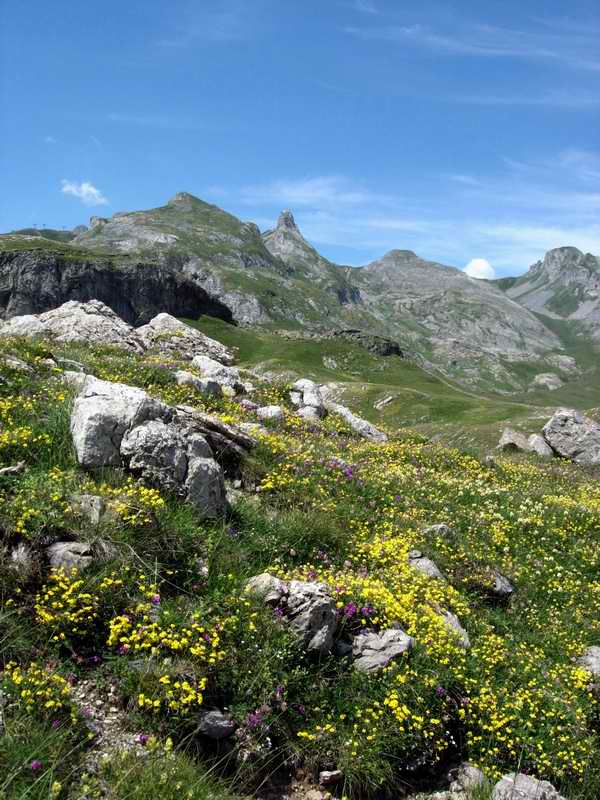 Parterres de fleurs au Pourtalet