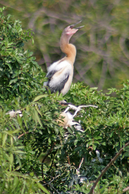Young Anhinga In Nest.
