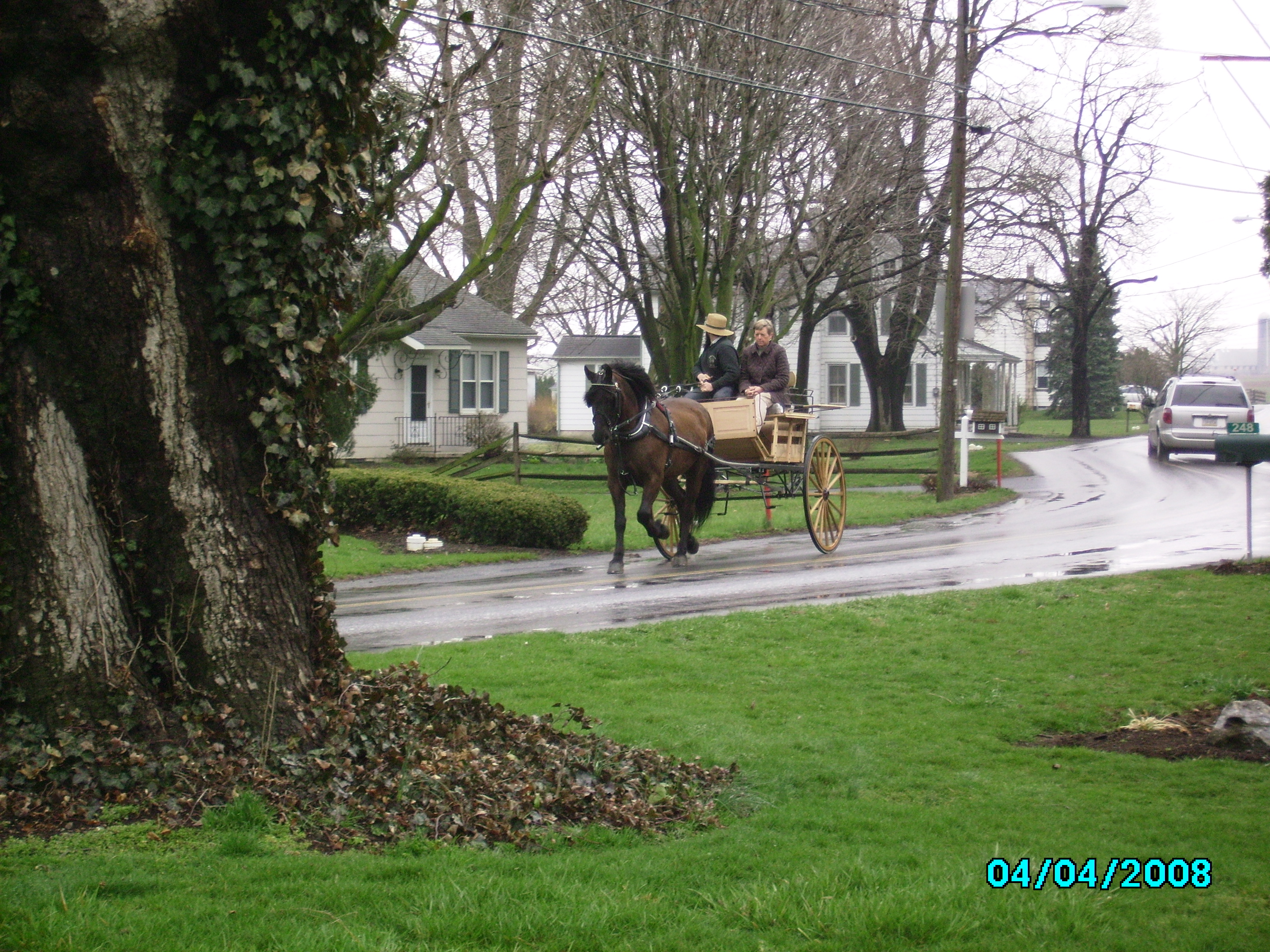 new cape cart hitched to morgan/perch-stephen stoltzfus whip
