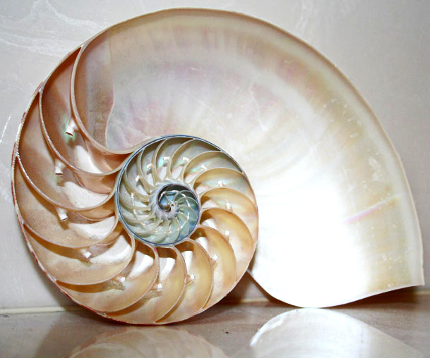 shell-.jpg