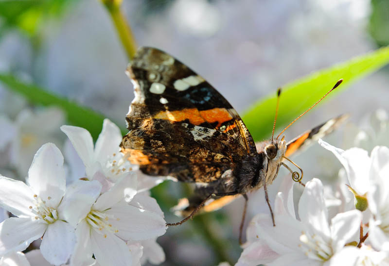 1205 Butterflies 161-009.jpg