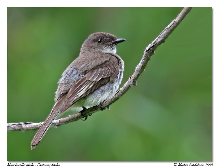 Moucherolle phbi - Eastern phoebe